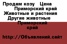 Продам козу › Цена ­ 6 000 - Приморский край Животные и растения » Другие животные   . Приморский край